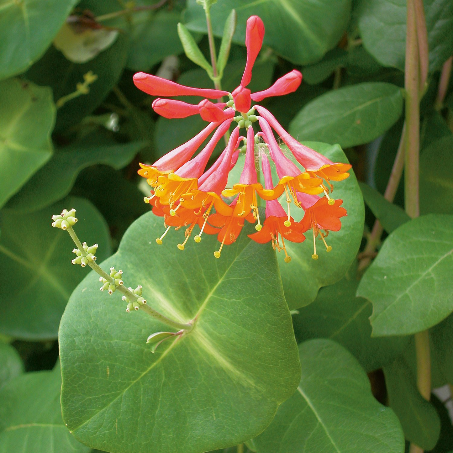 DROPMORE SCARLET HONEYSUCKLE 2gal