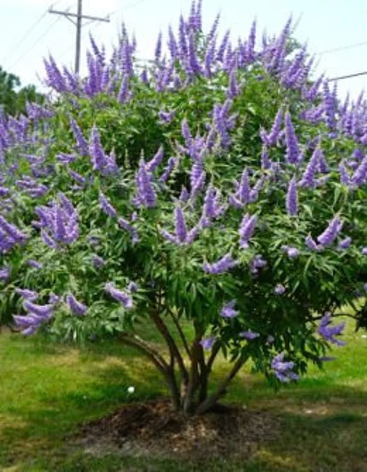 HONEY BEE CHASTE TREE 5gal