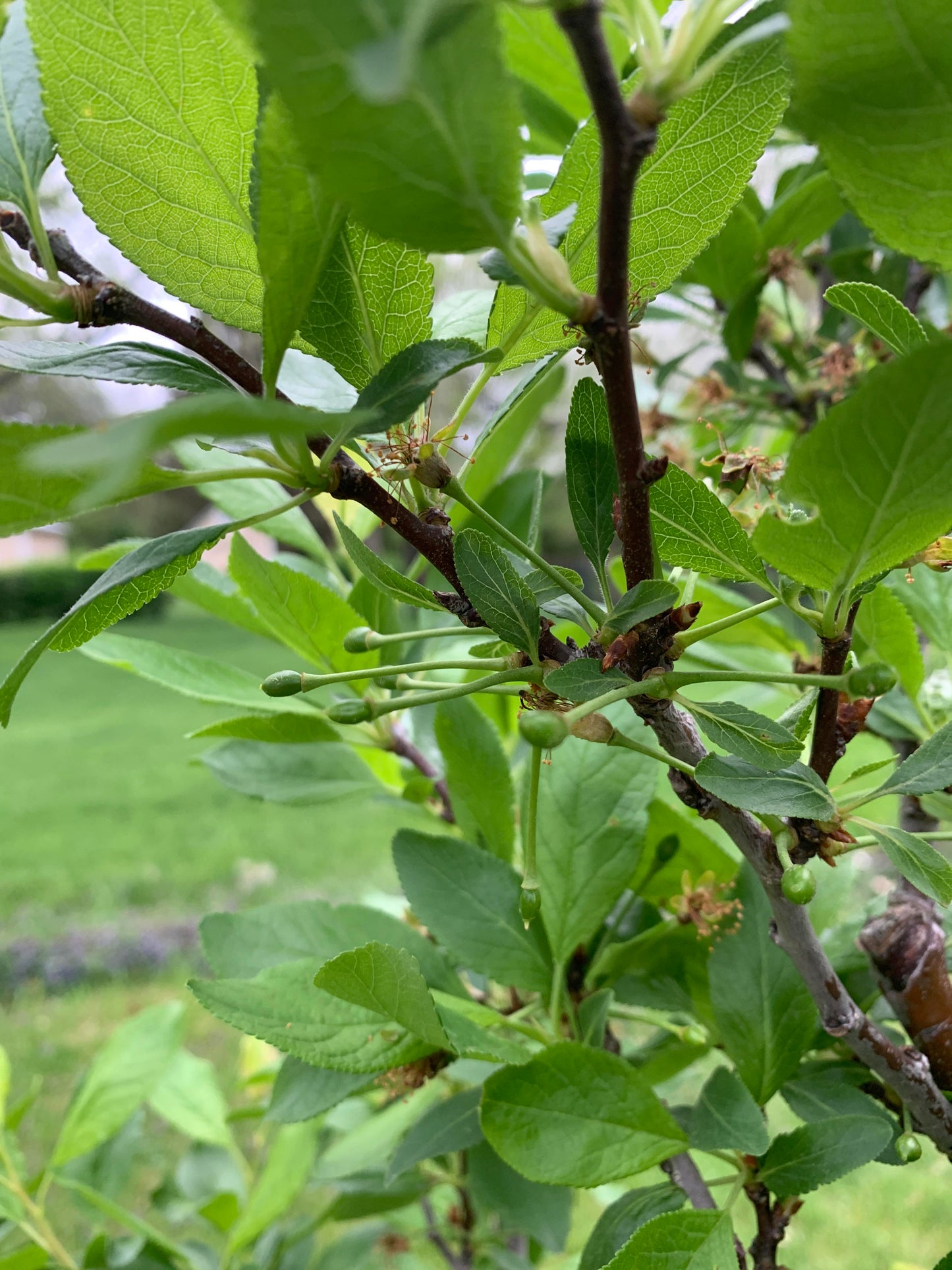 STANLEY PLUM TREE 7gal