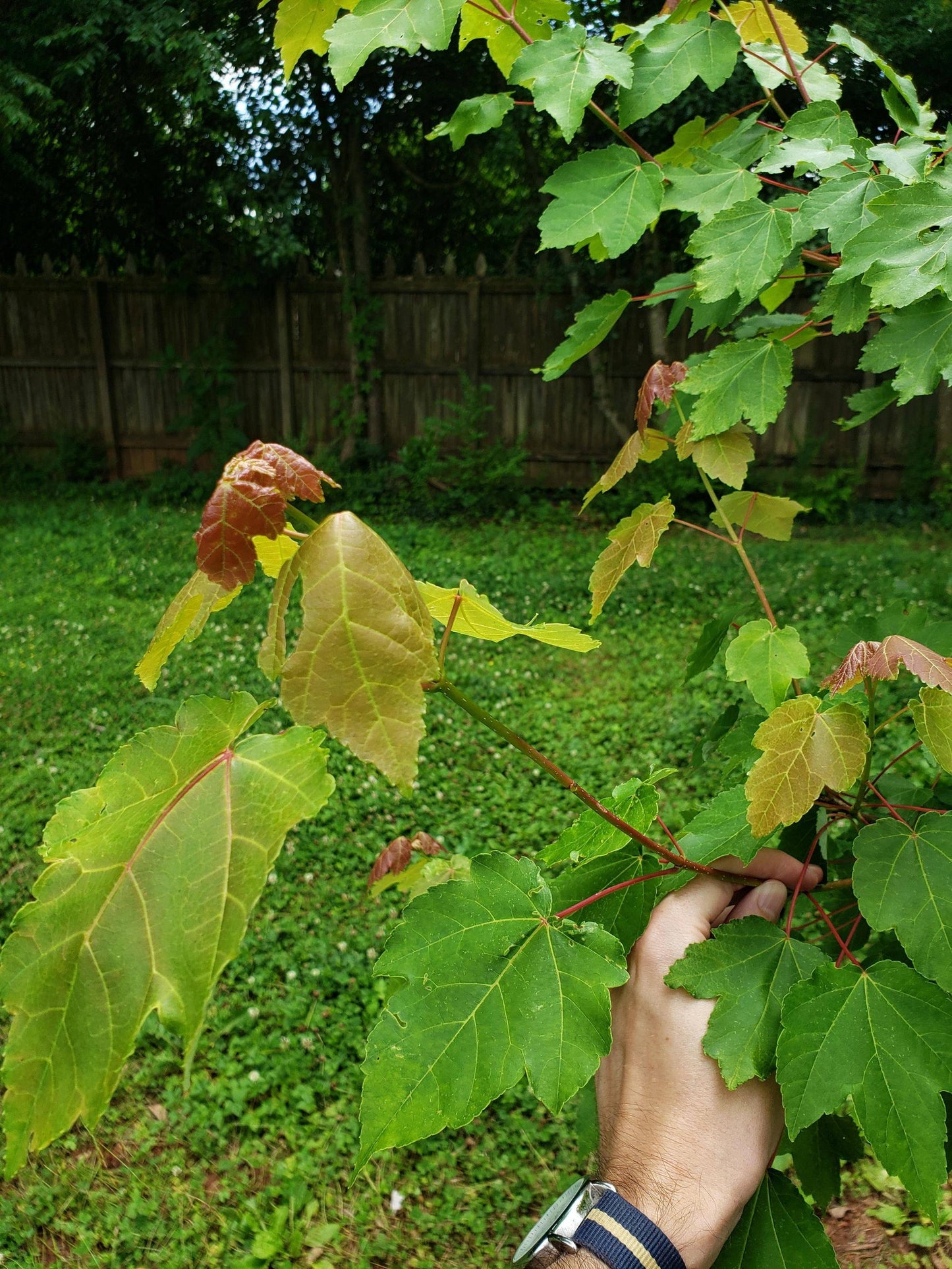 OCTOBER GLORY MAPLE 7gal