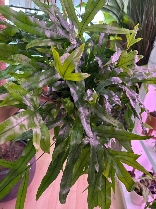 Kangaroo Paw Fern