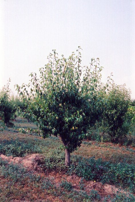 RED ANJOU PEAR TREE 7gal