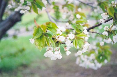 VAN CHERRY TREE 7gal
