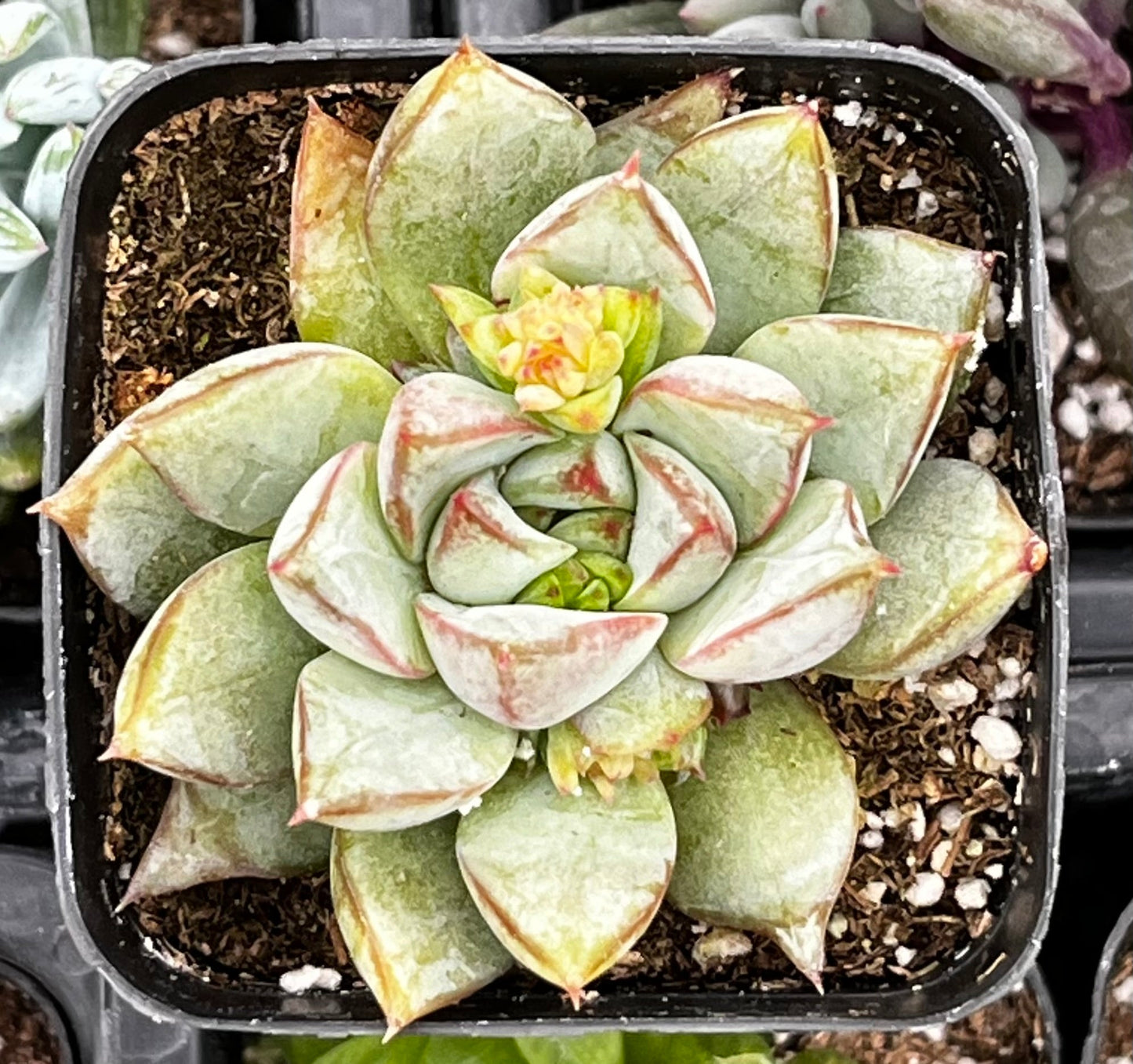 Glory Echeveria