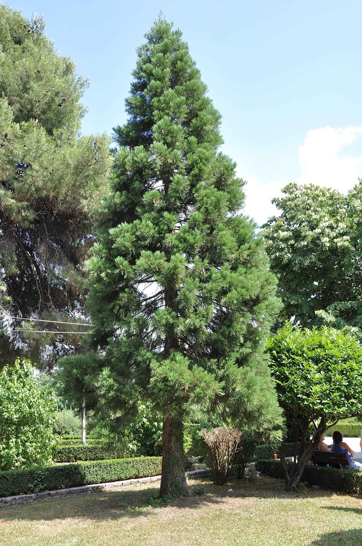 GAINT SEQUOIA TREE 6gal