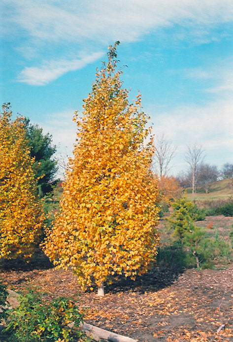 WHITESPIRE BIRCH T10gal