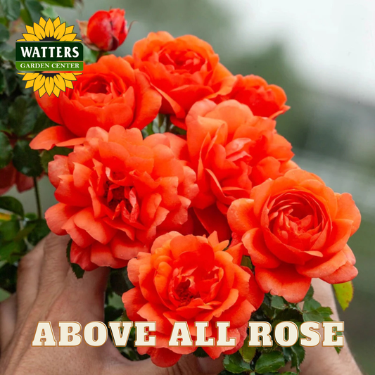 Bouquet of bright orange roses held by a hand with Watters Garden Center logo.