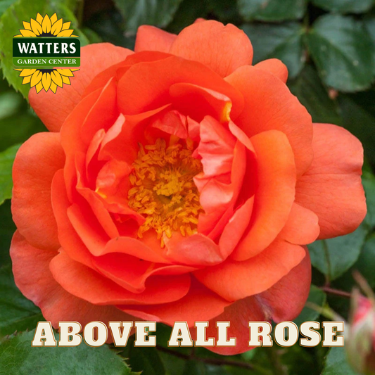 Orange rose with green leaves and Watters Garden Center logo.