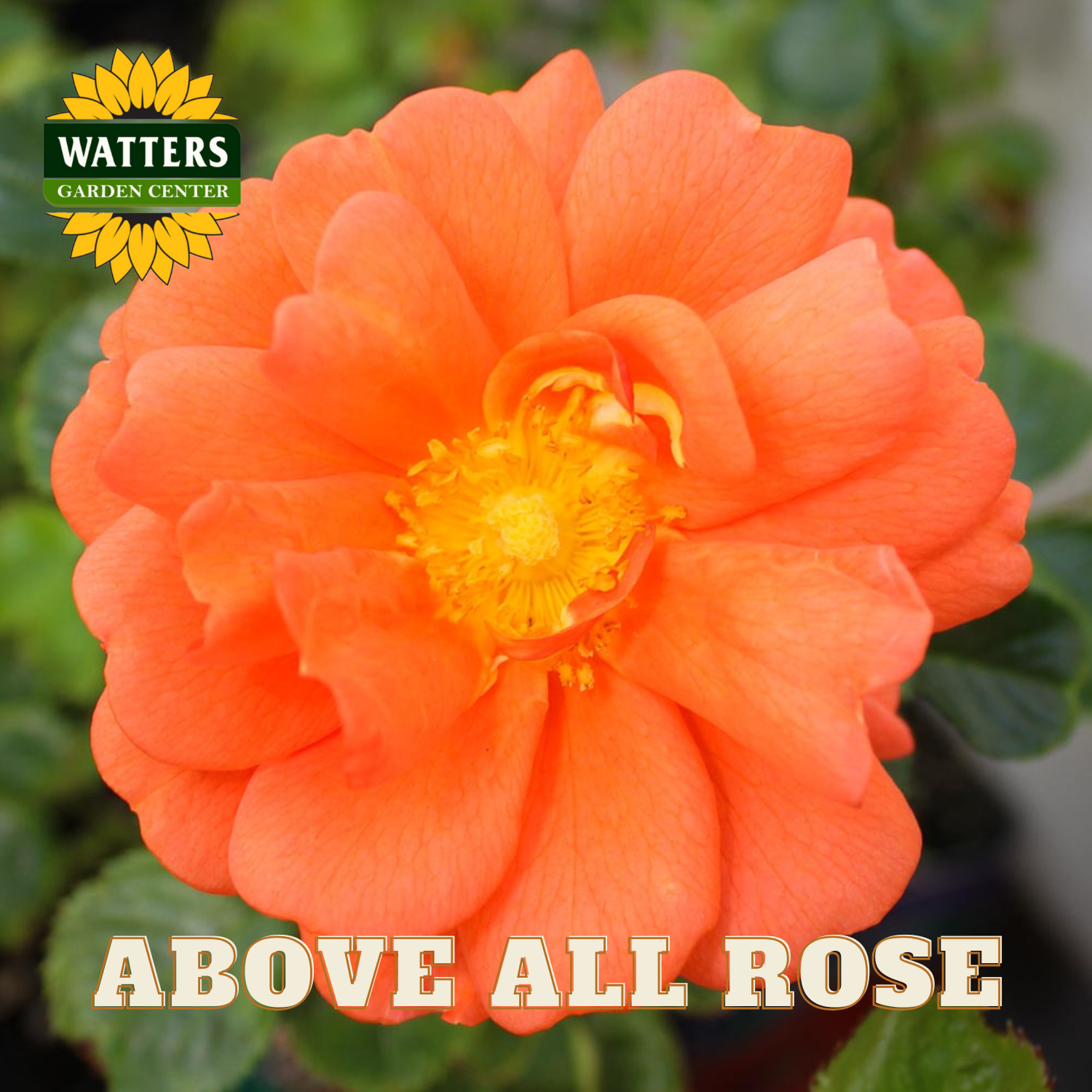 Orange flower with yellow center on green leaves, Watters Garden Center logo visible