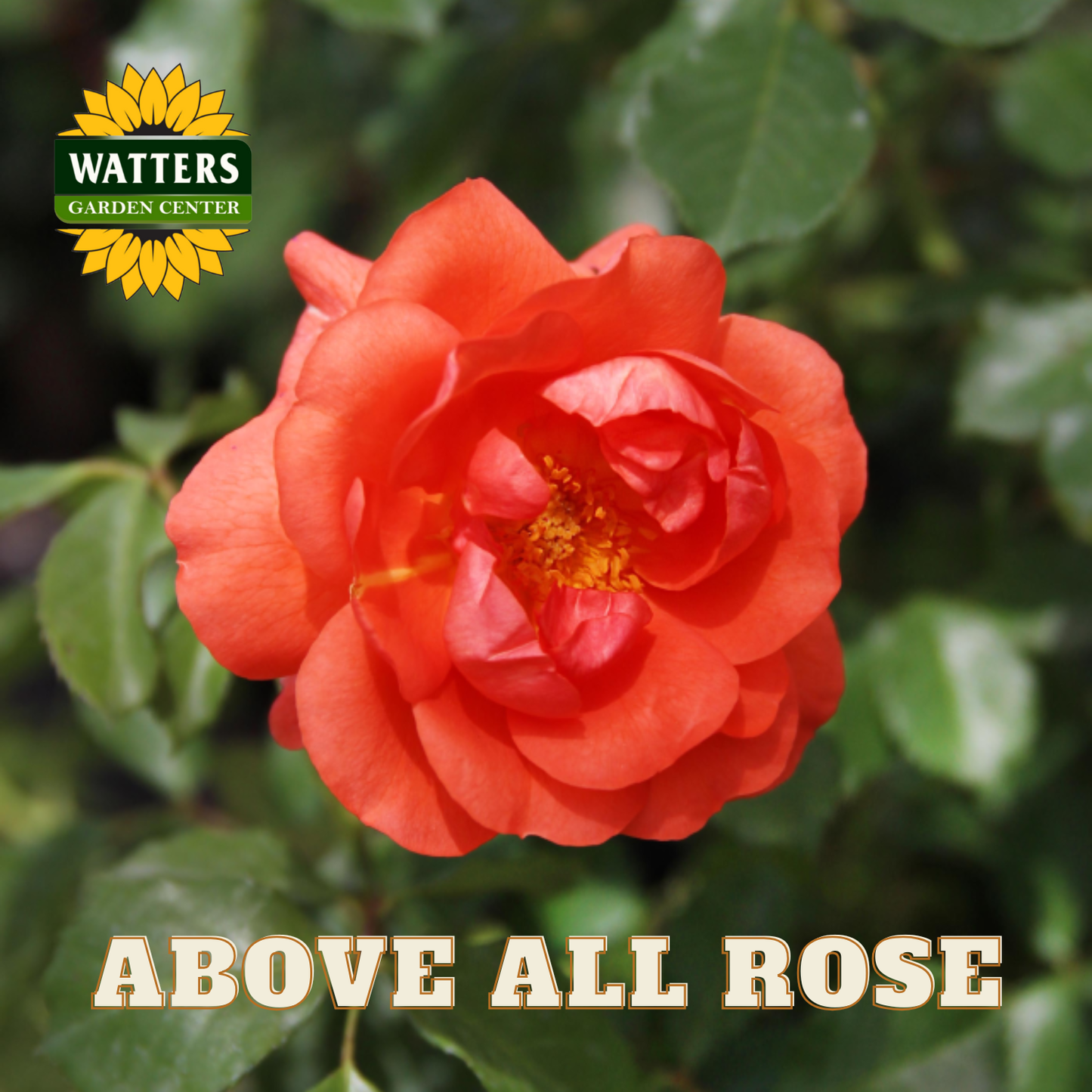 Red rose with 'Watters Garden Center' logo and 'Above All Rose' text.