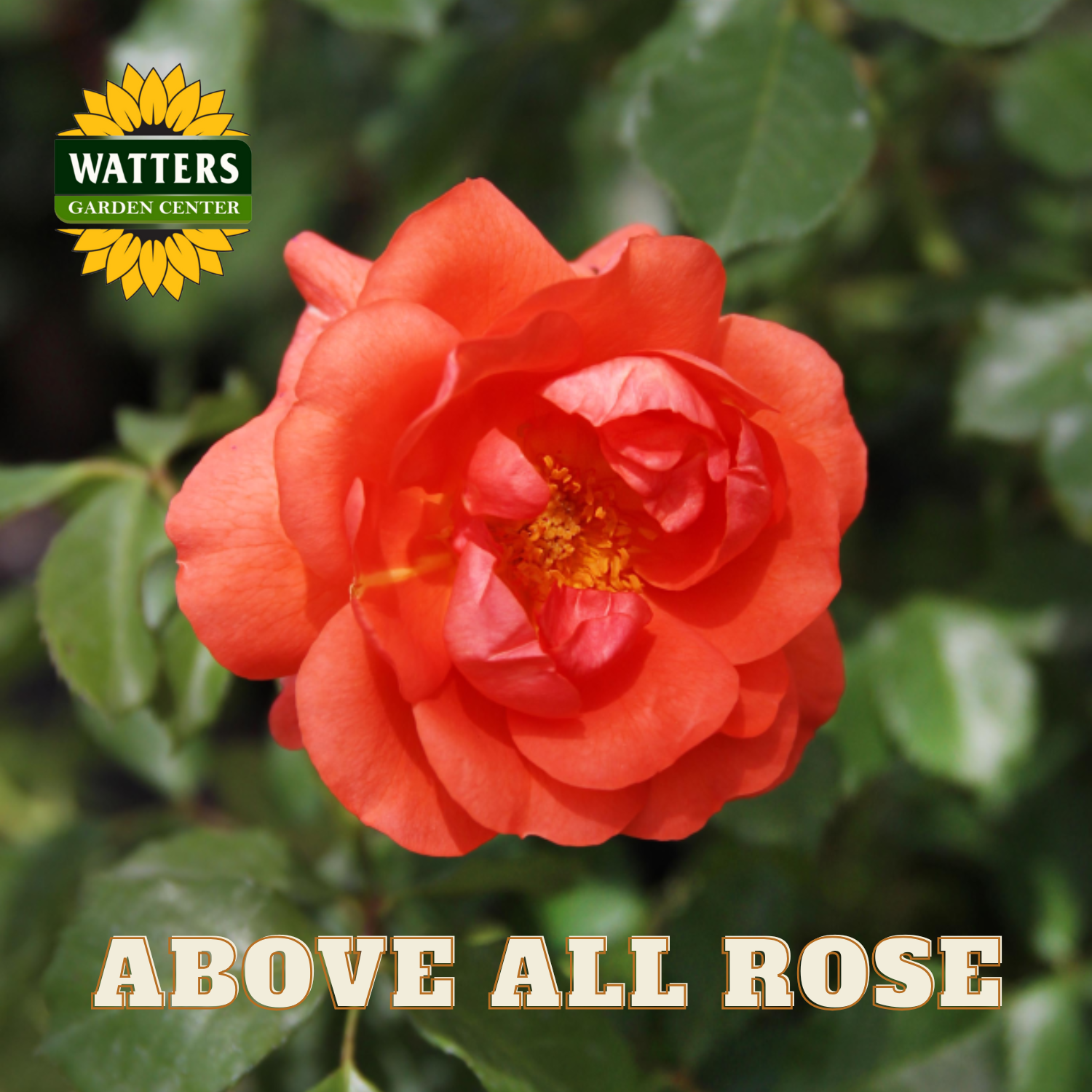 Red rose with 'Watters Garden Center' logo and 'Above All Rose' text.