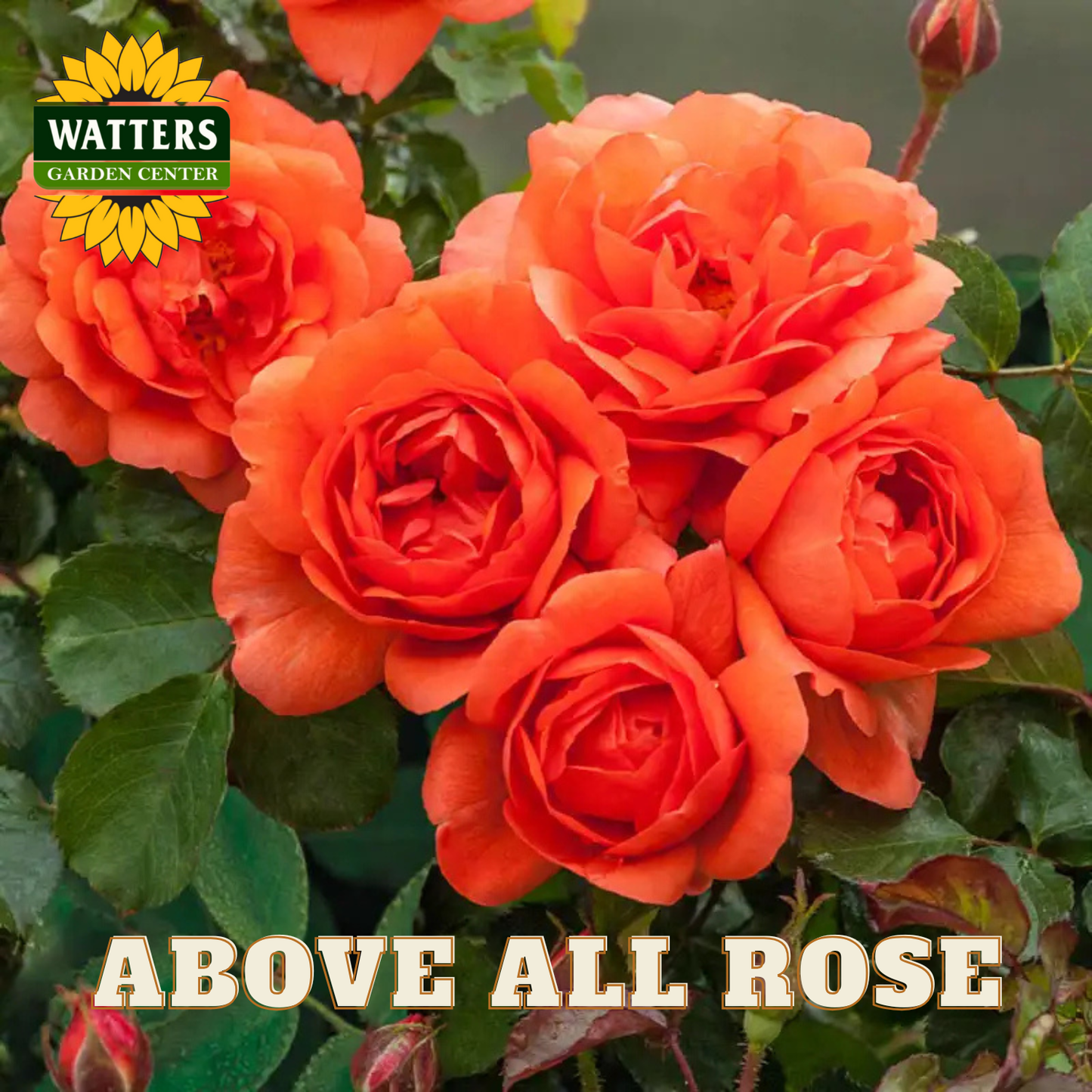 Bouquet of orange roses with 'Watters Garden Center' logo and 'Above All Rose' text.