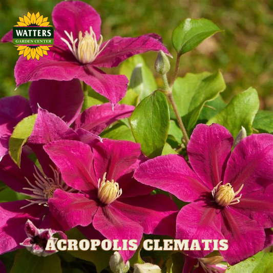 Pink clematis flowers with green leaves and Watters Garden Center branding.