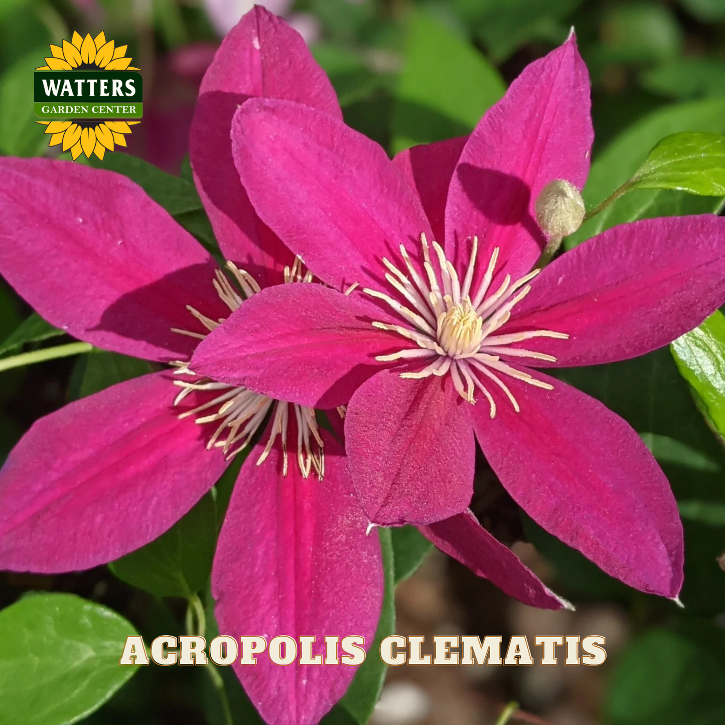 Pink clematis flower with green leaves and Watters Garden Center logo.