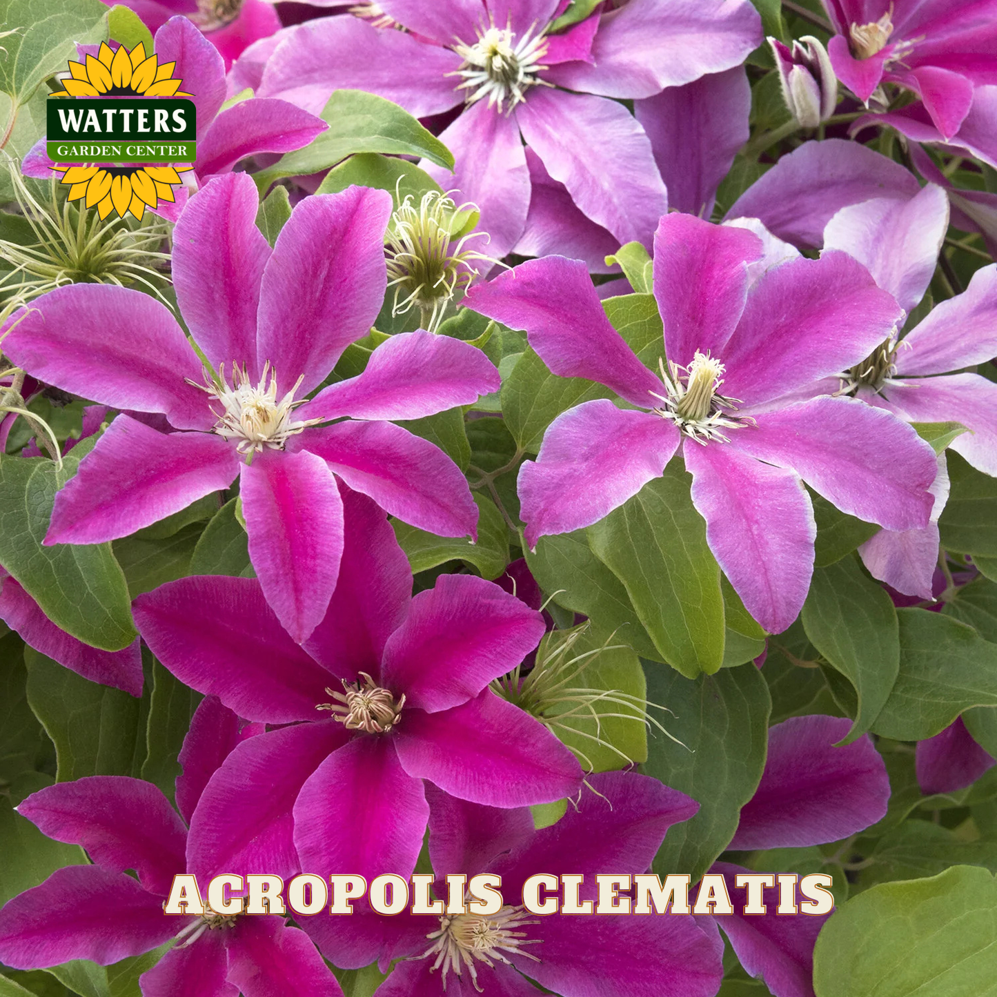 Close-up of pink clematis flowers with Watters Garden Center logo.