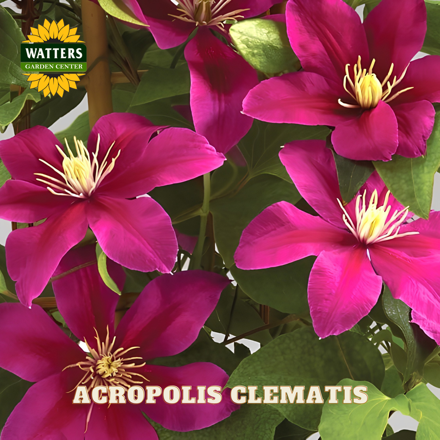 Pink clematis flowers with green leaves and Watters Garden Center logo.