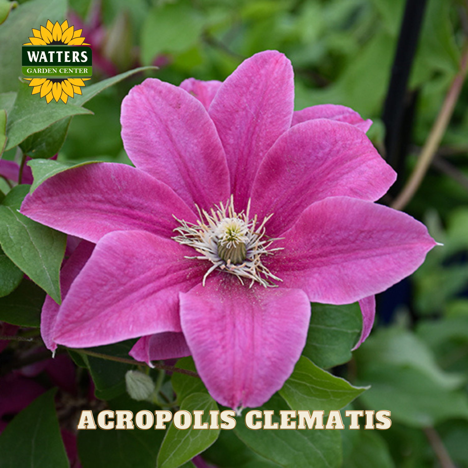 Pink clematis flower with green leaves and Watters Garden Center logo.