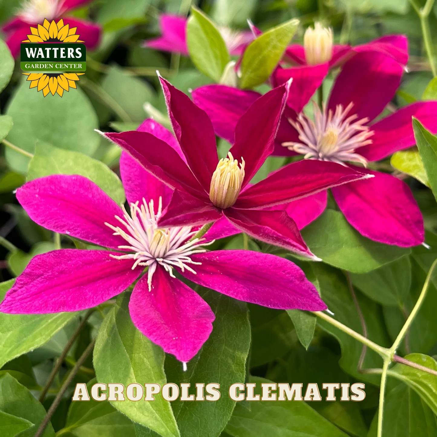 Pink clematis flowers with green leaves and Watters Garden Center branding.