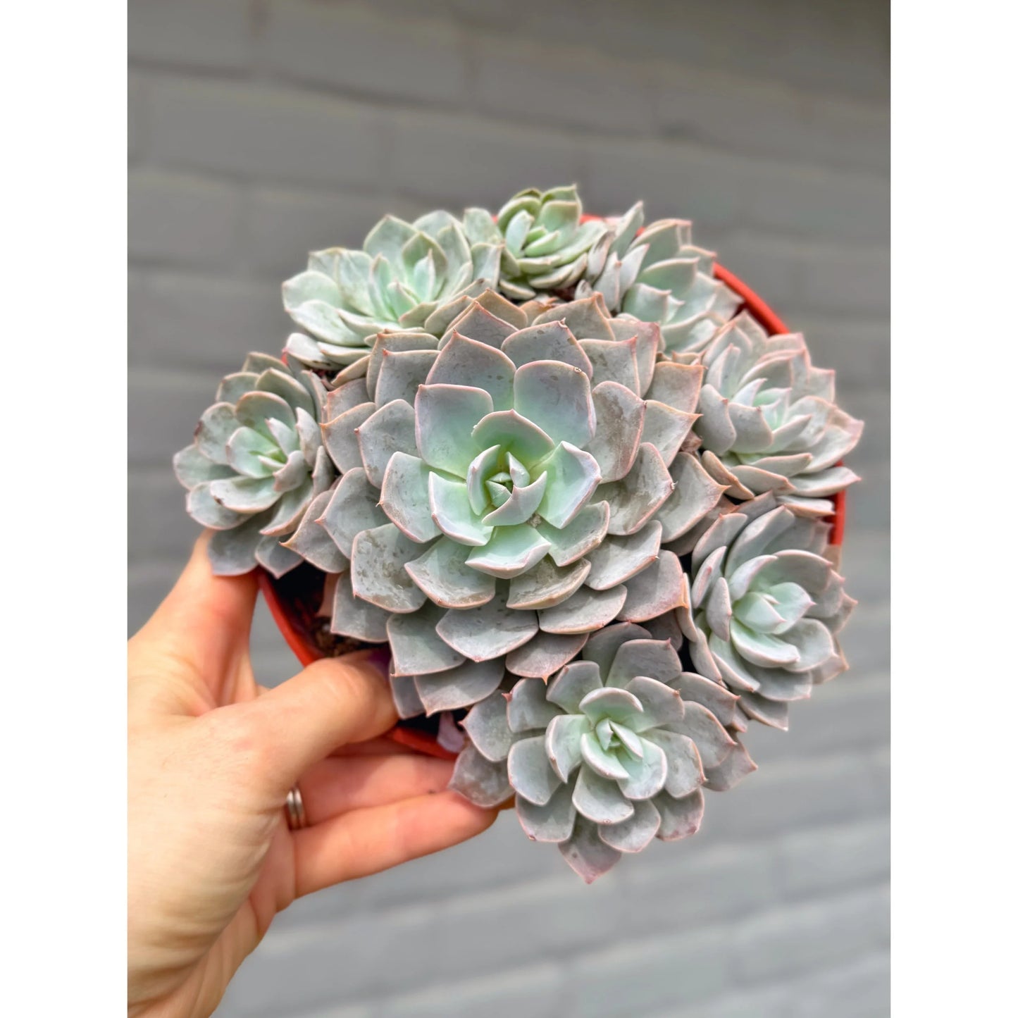 Grim One Graptoveria