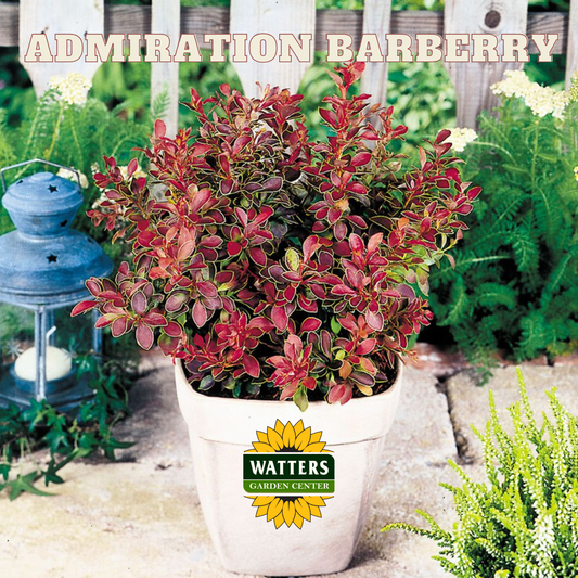 ADMIRATION BARBERRY 3gal