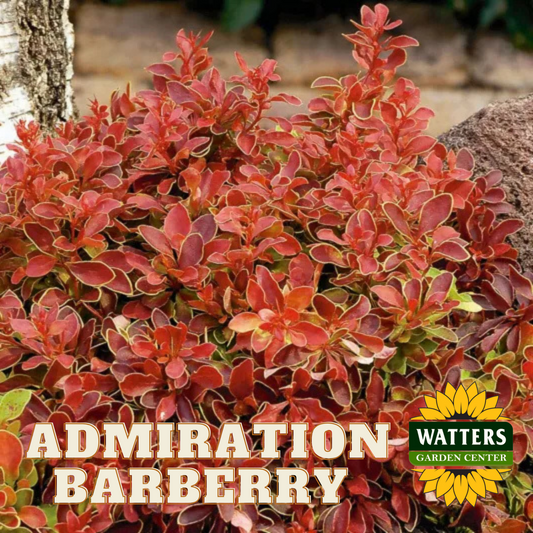 ADMIRATION BARBERRY 2gal