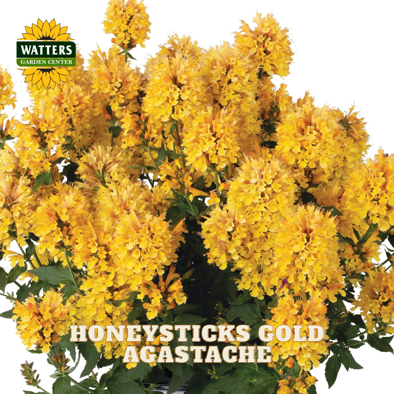 A close-up of a flowering agastache plant labeled 'WATTERS GARDEN CENTER' and 'HONEYSTICKS GOLD AGASTACHE,' showing dense clusters of bright yellow flowers with green leaves on a white background.