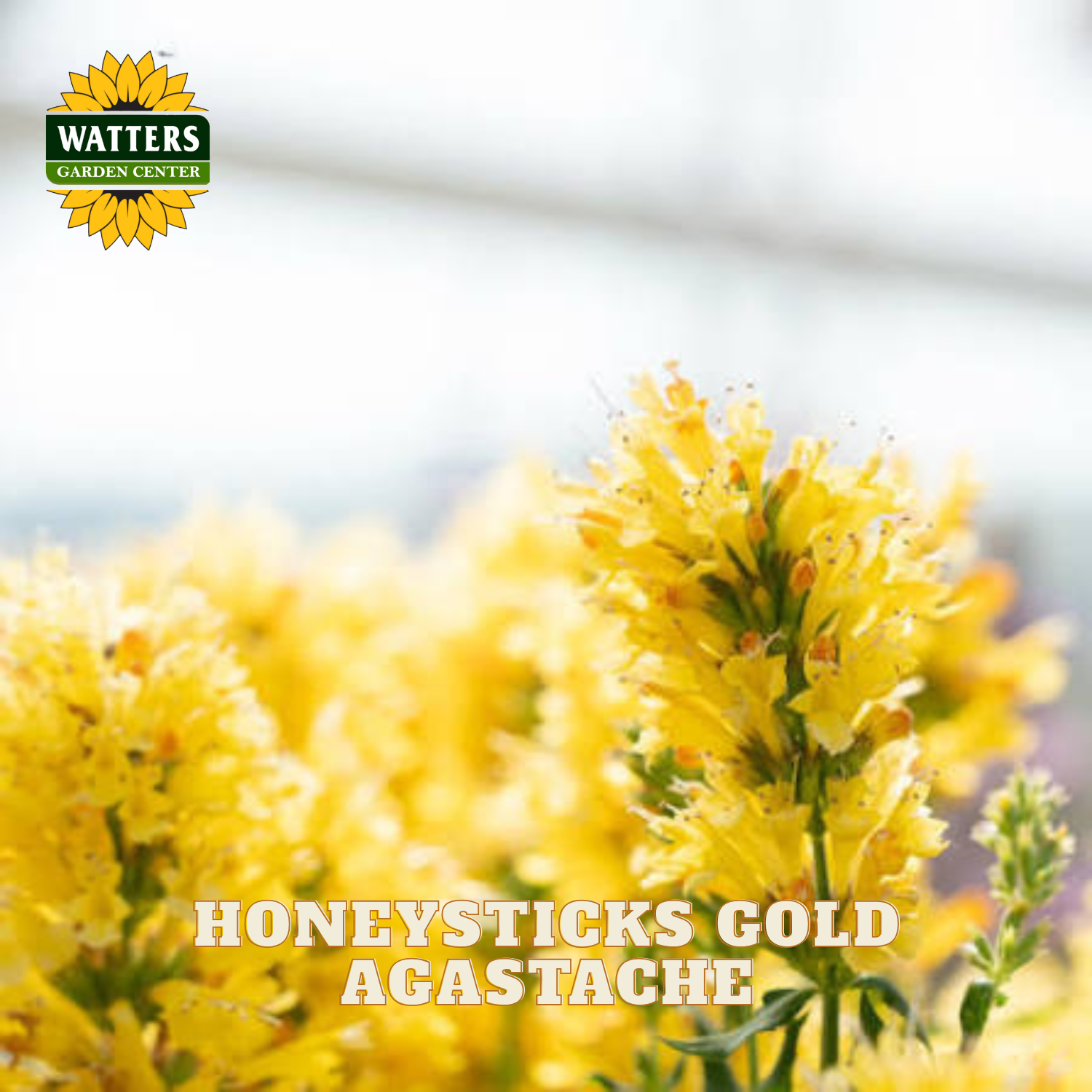 Yellow agastache flowers in bloom with the text 'HONEYSTICKS GOLD AGASTACHE' and a 'WATTERS GARDENS CENTER' logo in the top left corner.