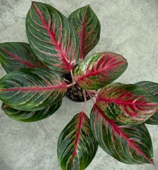 GARNET COLTRANE CHINESE EVERGREEN 10in