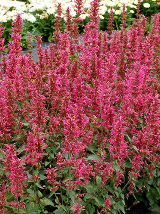 ASSORTED AGASTACHE 1gal