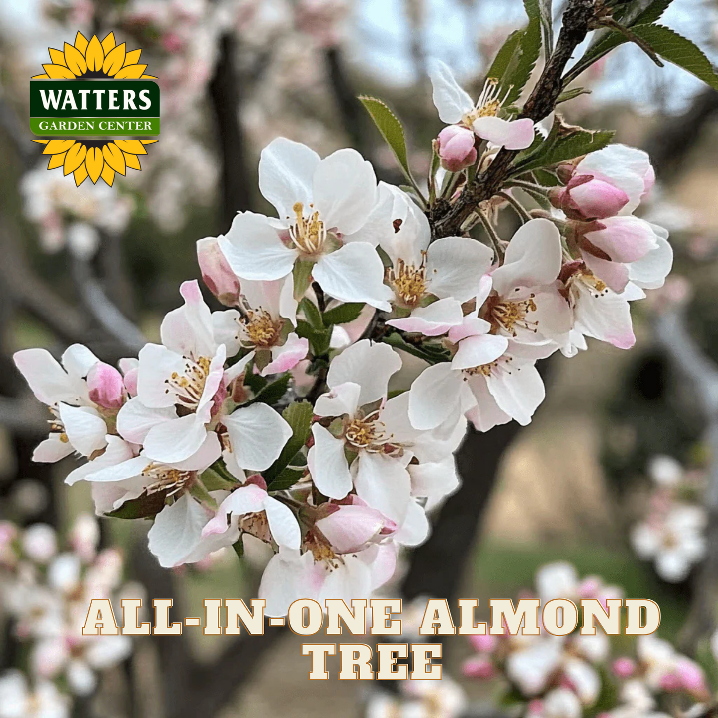Flowering almond tree with Watters Garden Center logo and text overlay.