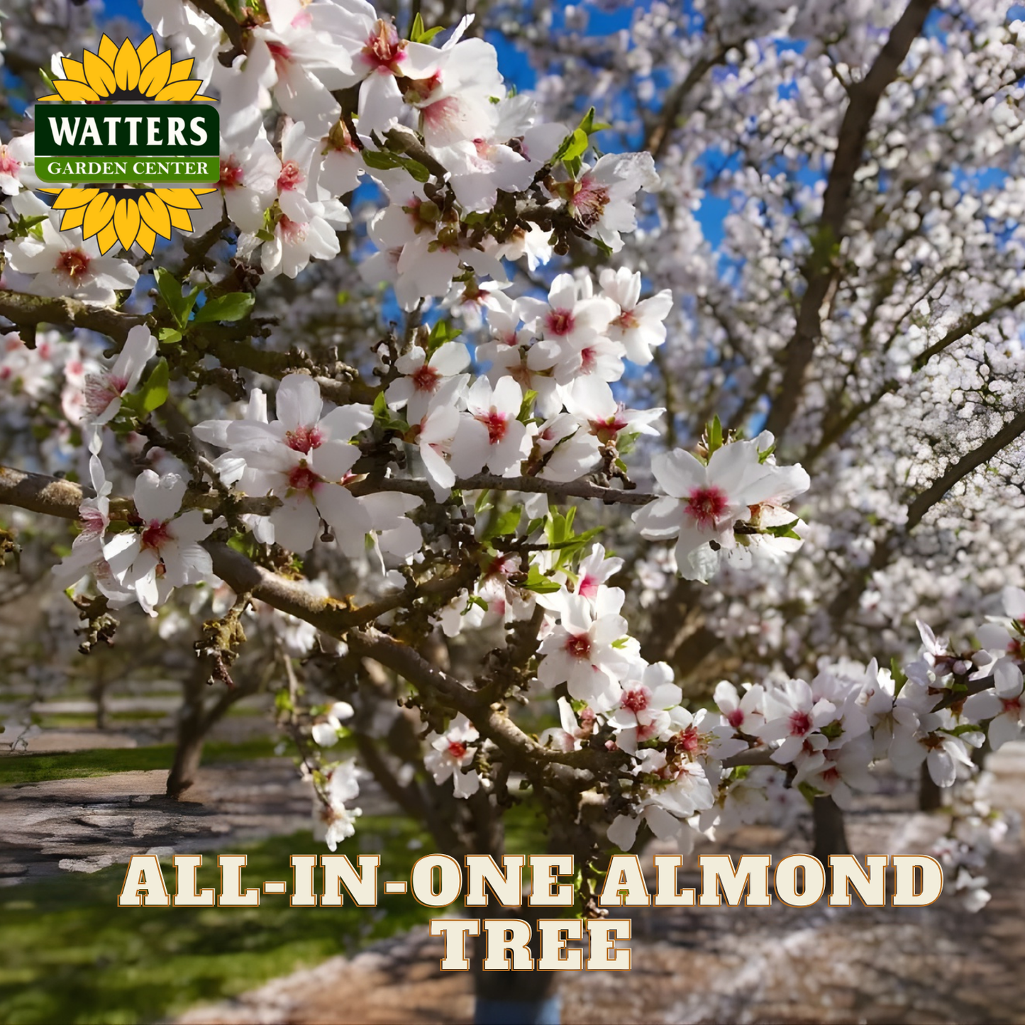 Flowering almond tree with Watters Garden Center logo and text overlay.