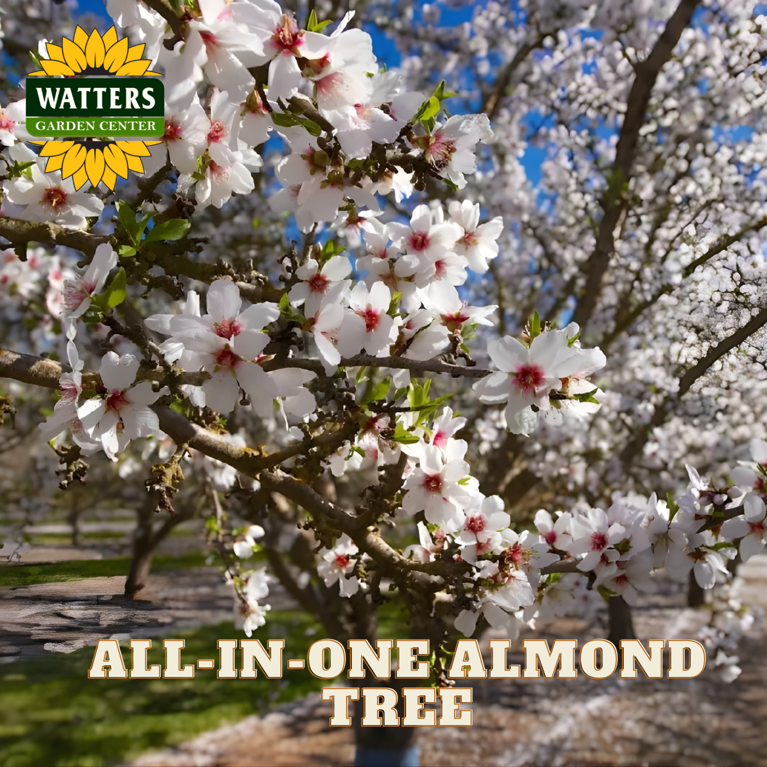 Flowering almond tree with Watters Garden Center logo and text overlay.