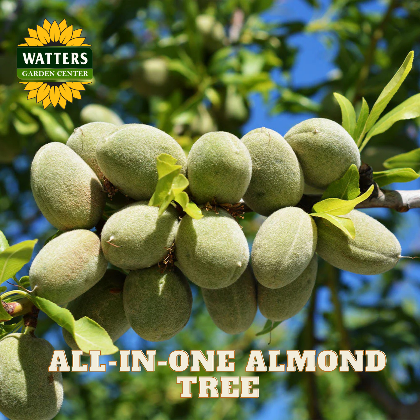 Almonds on a tree branch with Watters Garden Center logo and text.