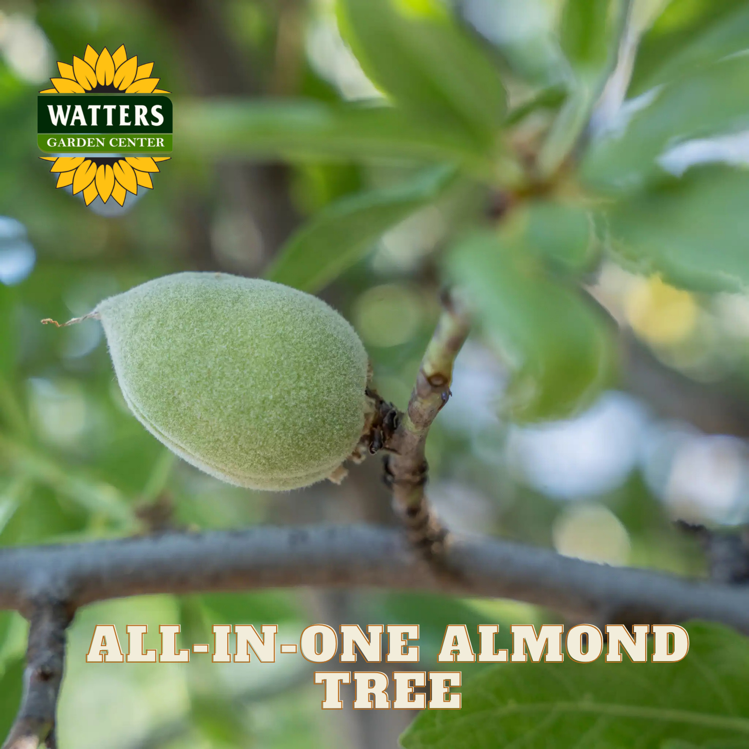 Green almond fruit on a tree branch with Watters Garden Center logo.
