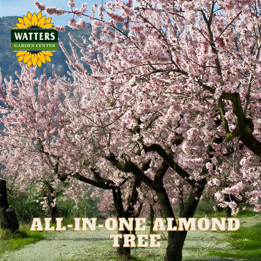 Flowering almond tree with Watters Garden Center logo and text overlay.