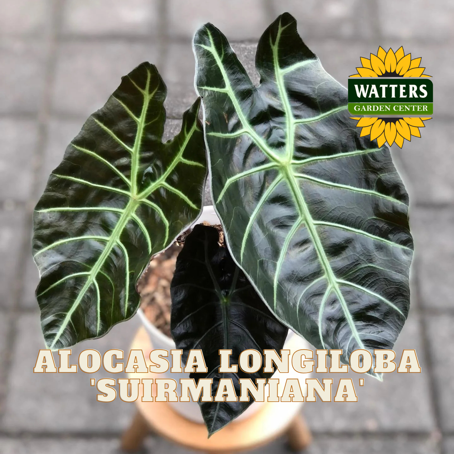 Potted Alocasia Longiloba Suirmaniana plant with Watters Garden Center logo.