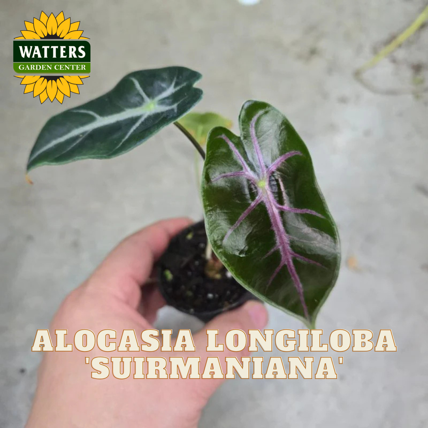 Hand holding a potted Alocasia Longiloba Suirmaniana plant with Watters Garden Center logo.