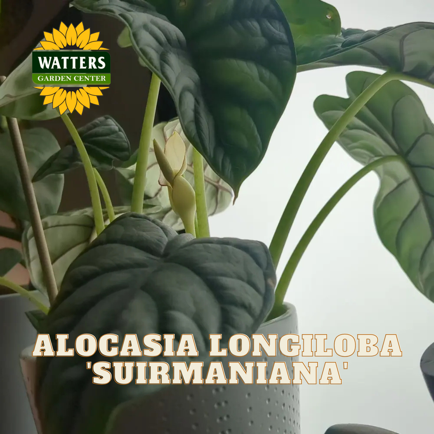 Potted Alocasia Longiloba 'Suirmaniana' plant with Watters Garden Center logo.