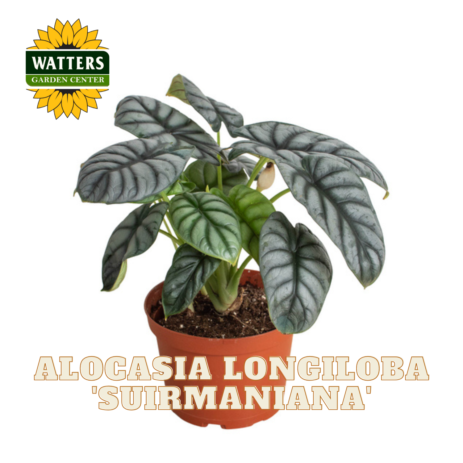 Potted Alocasia Longiloba Suirmaniana plant with Watters Garden Center logo on a white background
