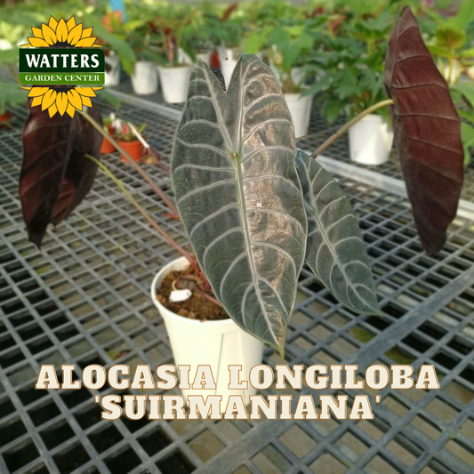 Potted Alocasia Longiloba 'Suirmaniana' plant with Watters Garden Center logo in the background.