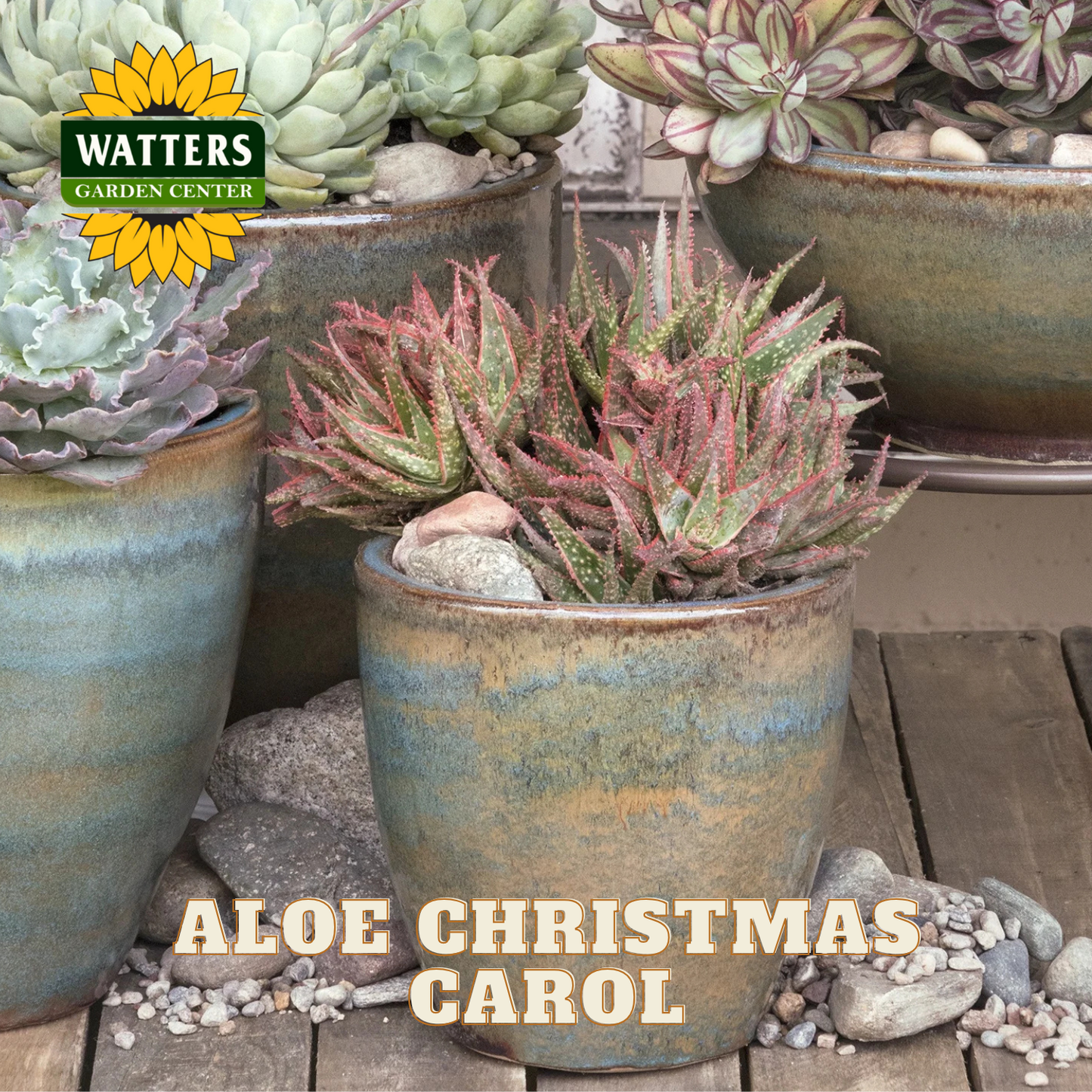 Potted aloe plant with 'Watters Garden Center' logo and text 'Aloe Christmas Carol'.