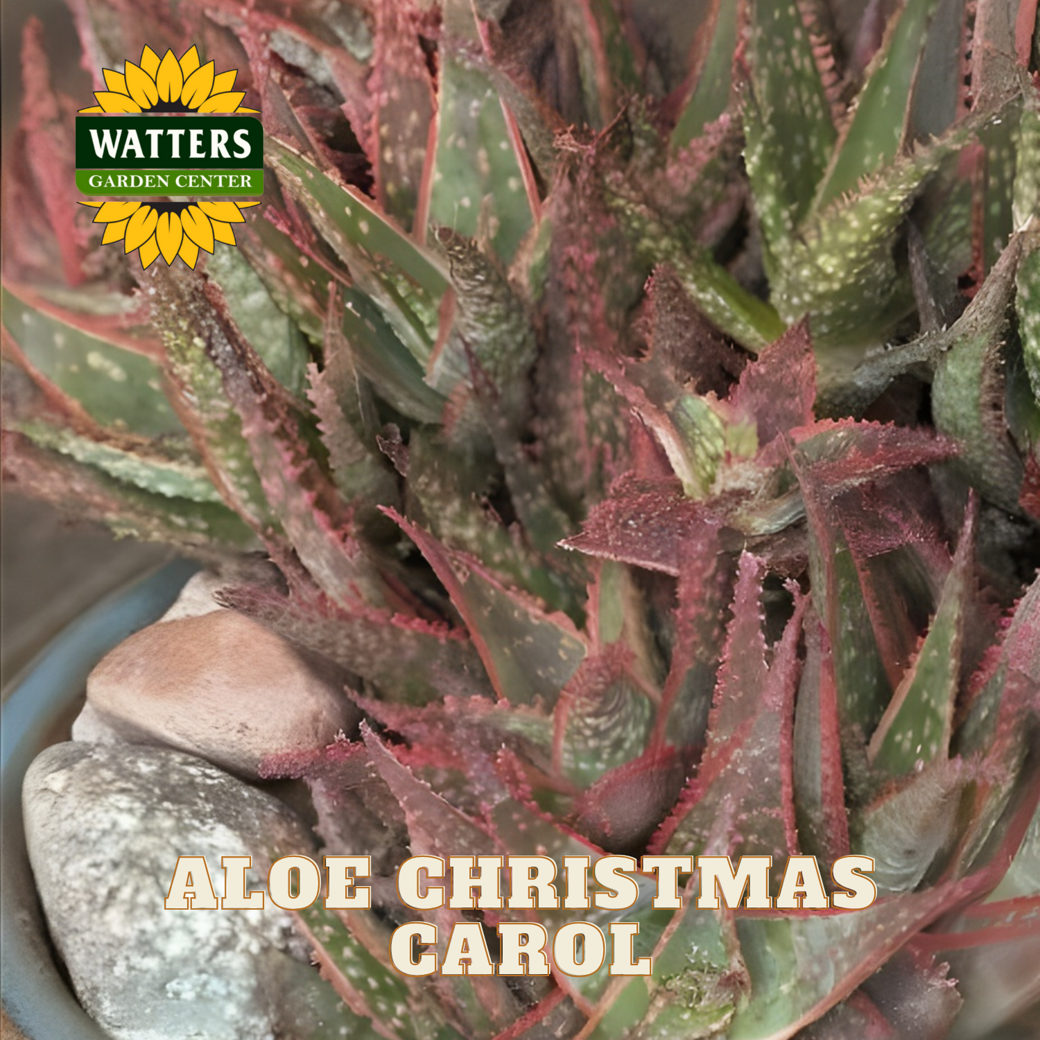 Potted aloe plant with 'Watters Garden Center' logo and 'Aloe Christmas Carol' text.