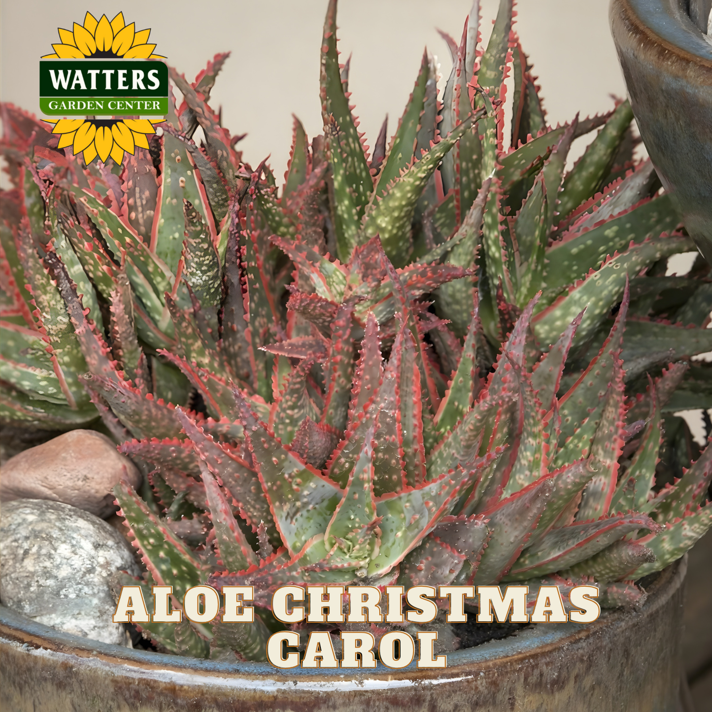 Potted aloe plant named 'Aloe Christmas Carol' with Watters Garden Center branding.