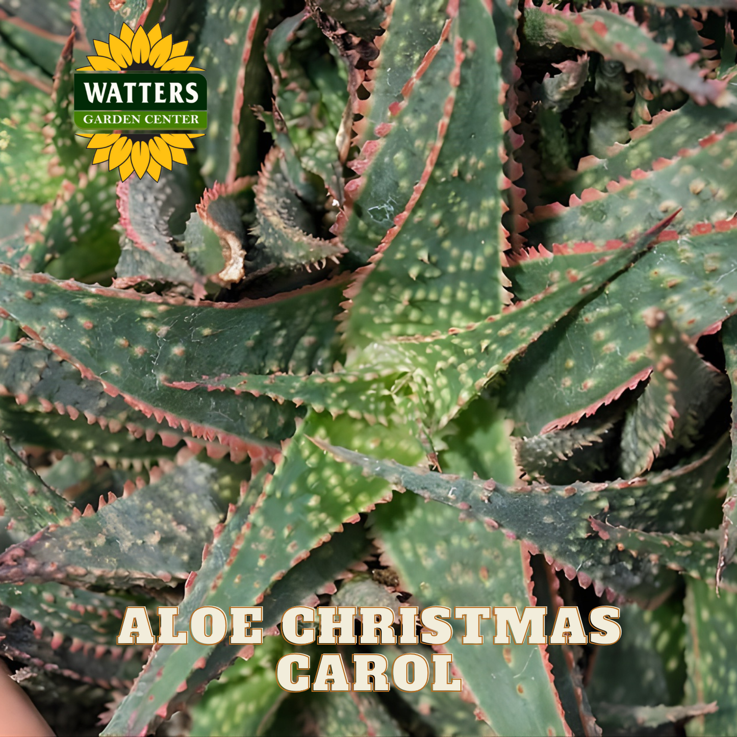 Close-up of Aloe Christmas Carol plant with Watters Garden Center logo.