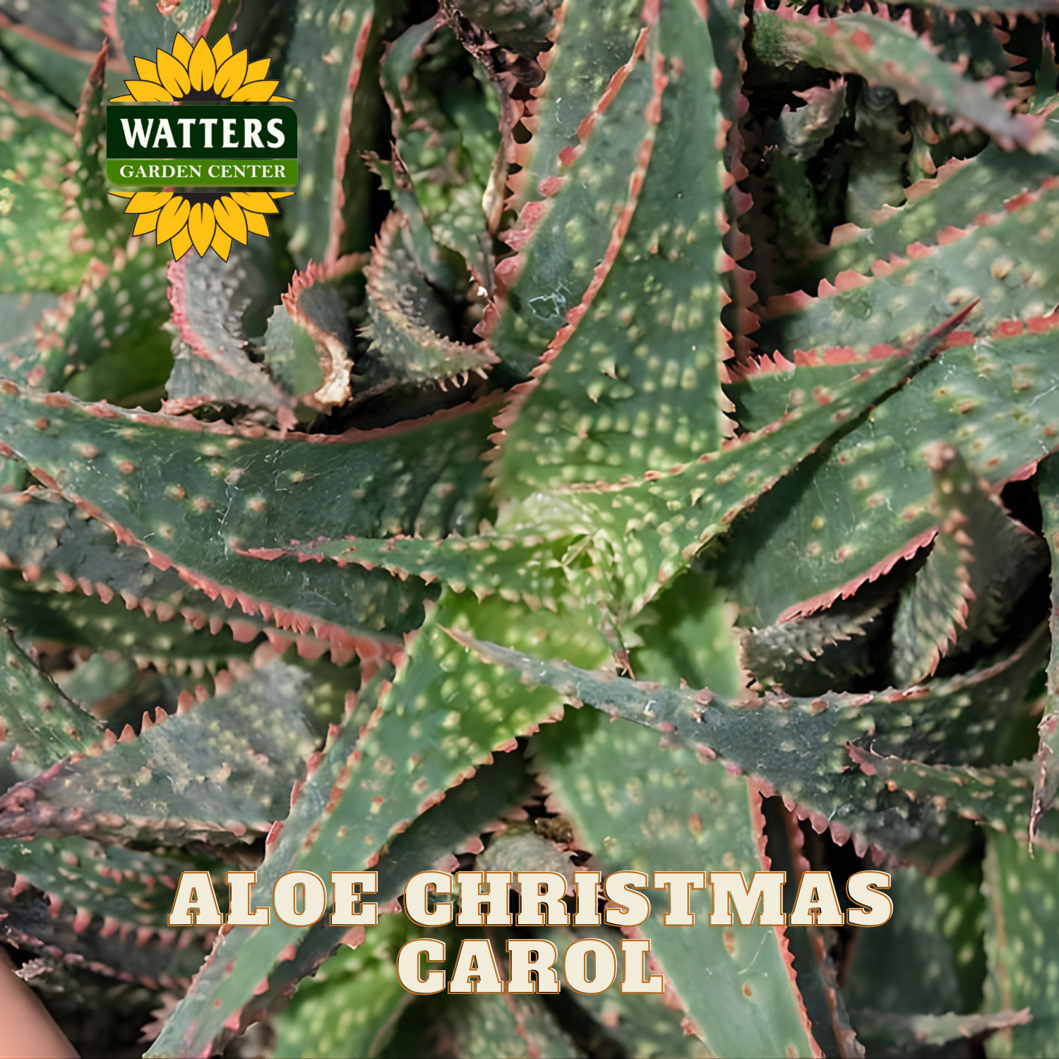 Close-up of Aloe Christmas Carol plant with Watters Garden Center logo.
