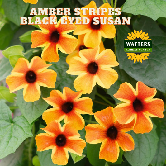 AMBER STRIPES BLACK EYED SUSAN 4in