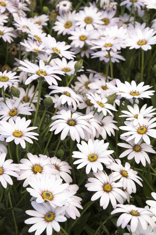 AFRICAN DAISY AVALANCHE 1 GAL