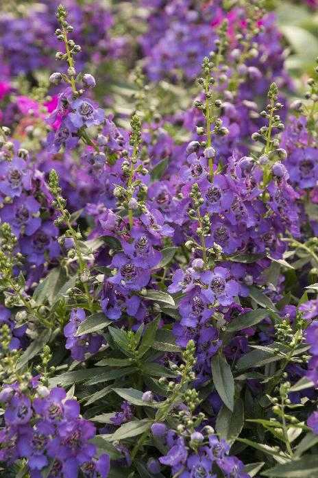 ASSORTED ANGELONIA 1gal