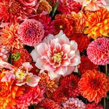 BEGONIAS/DAHLIAS 12in CACHE