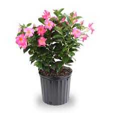 ASSORTED DIPLADENIA 1 gal